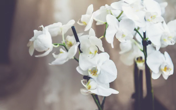 HD PC desktop wallpaper featuring a close-up of delicate white orchid flowers in natural light, highlighting their elegant petals and serene beauty.
