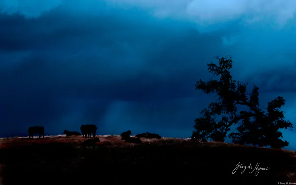  Storm Clouds over Cattle Field by Tracy Hymas