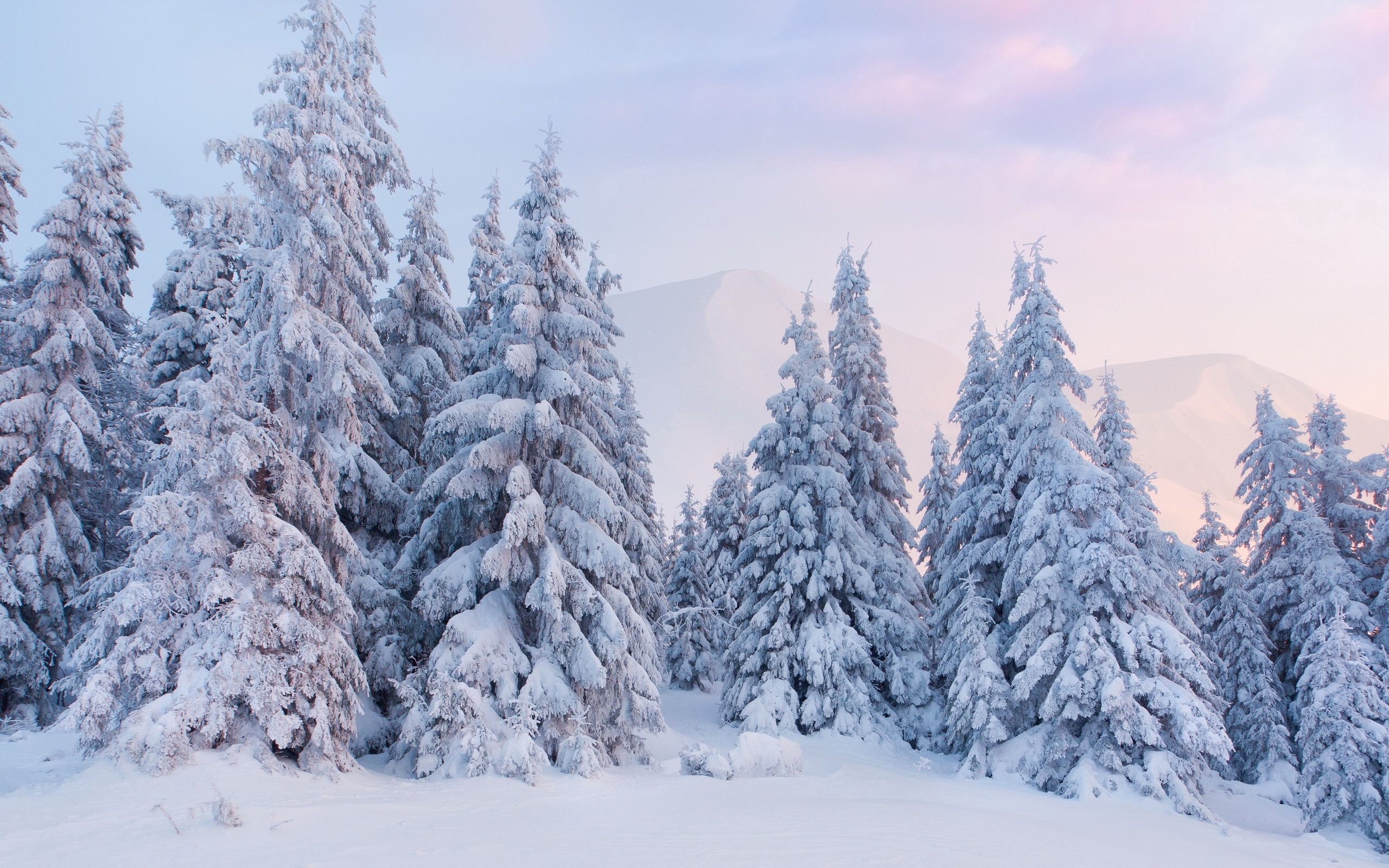 Snowy Landscape Wallpaper With Trees Snow White Winter Background