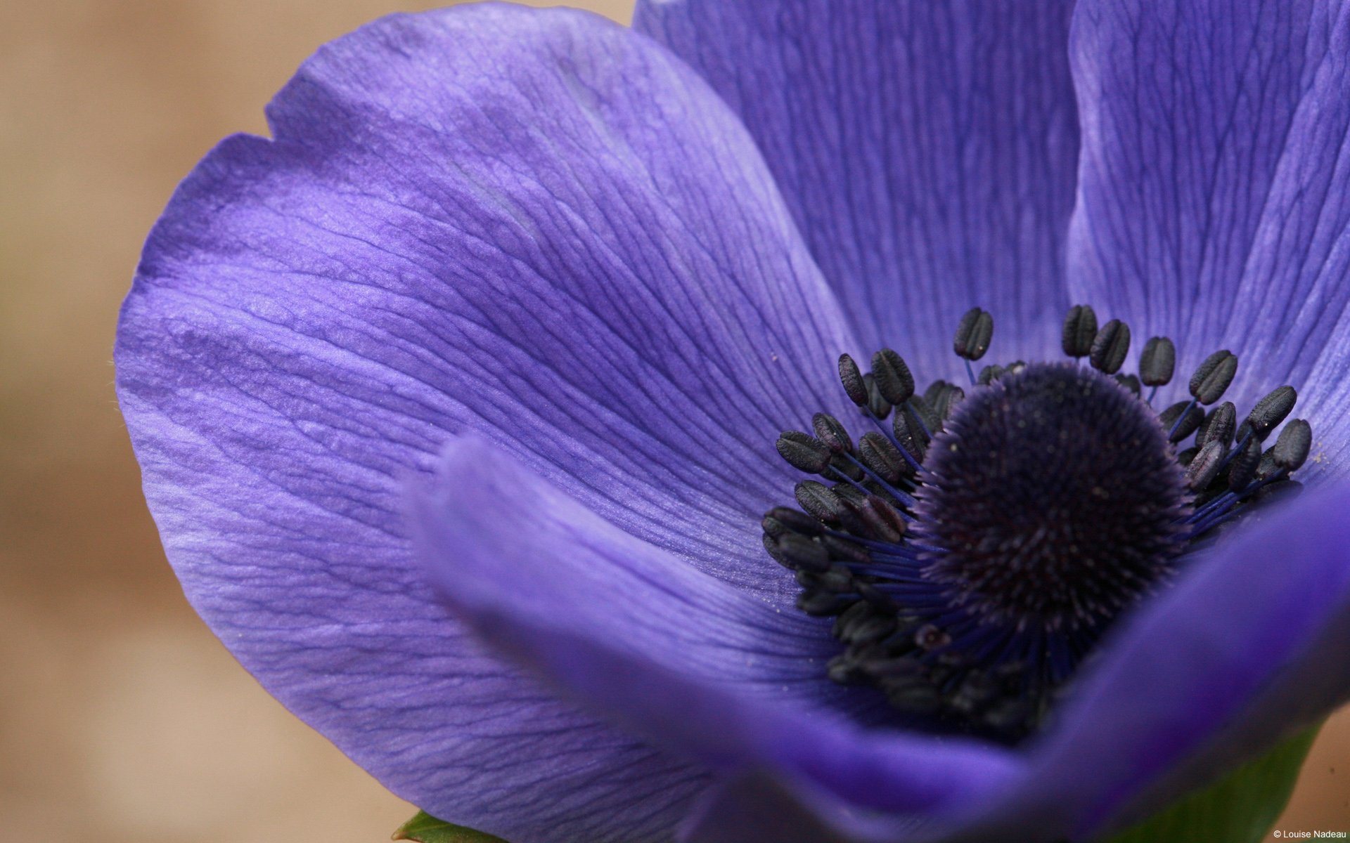 Purple Poppy