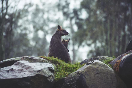 rain kangaroo Animal rock wallaby HD Desktop Wallpaper | Background Image