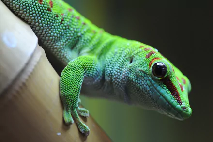 Close-up HD desktop wallpaper of a vibrant green gecko with detailed scales, perched on a smooth surface against a blurred natural background.