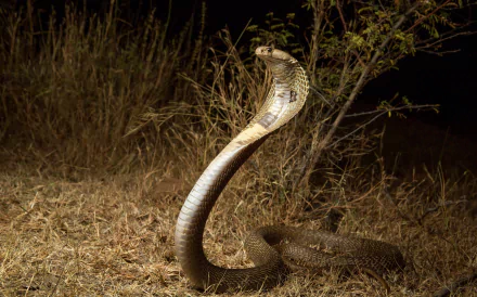 HD PC desktop wallpaper featuring a cobra snake poised with its hood expanded in a natural, dry grassy environment at night.
