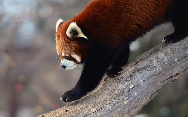 Animal Red Panda HD Wallpaper | Background Image