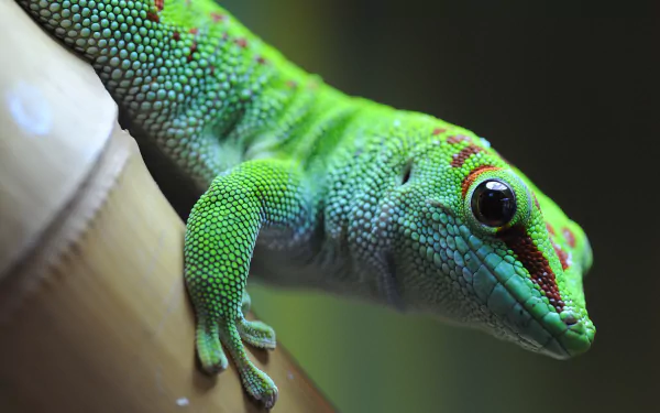 Close-up HD desktop wallpaper of a vibrant green gecko with detailed scales, perched on a smooth surface against a blurred natural background.