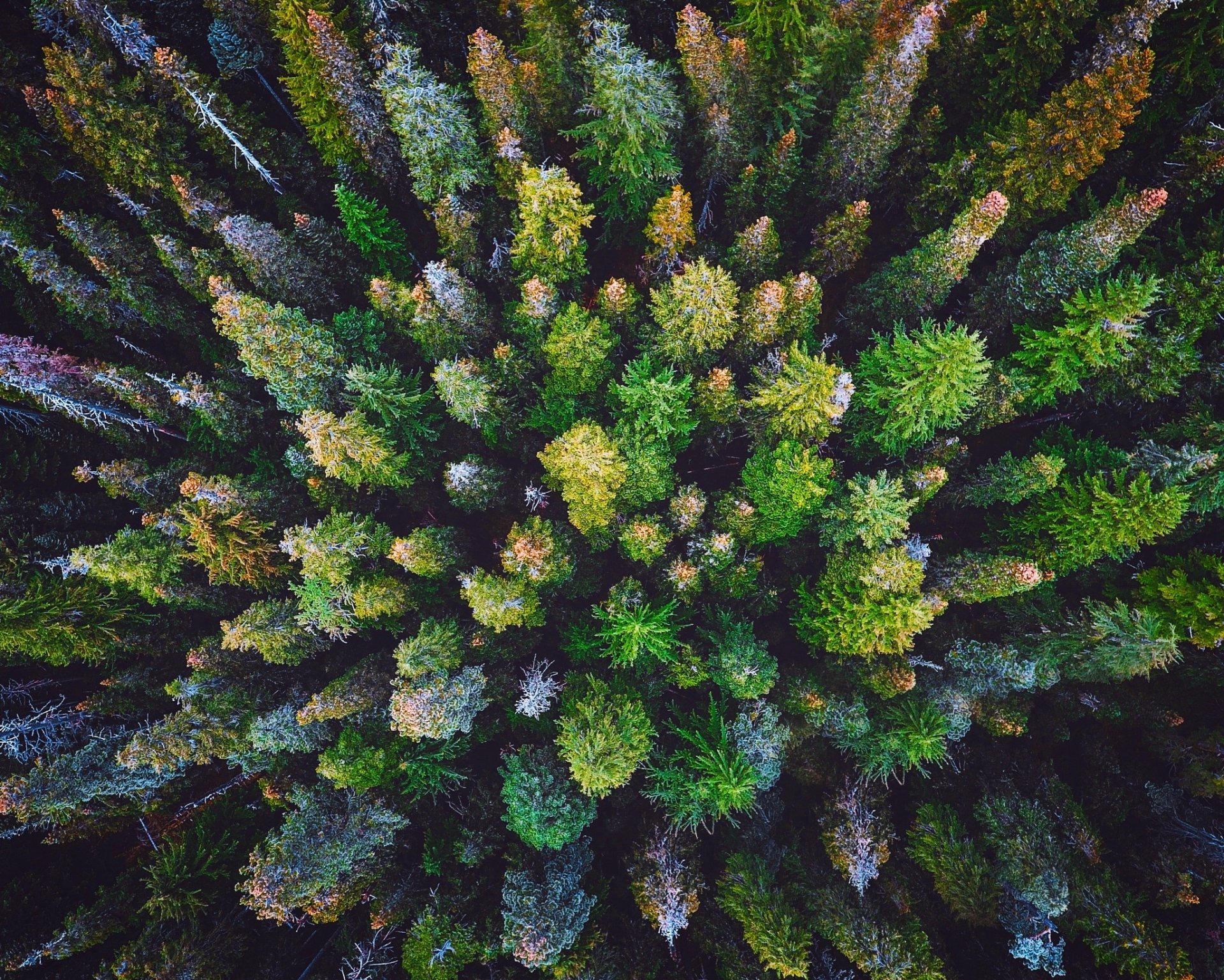 Majestic Aerial Forest HD Wallpaper