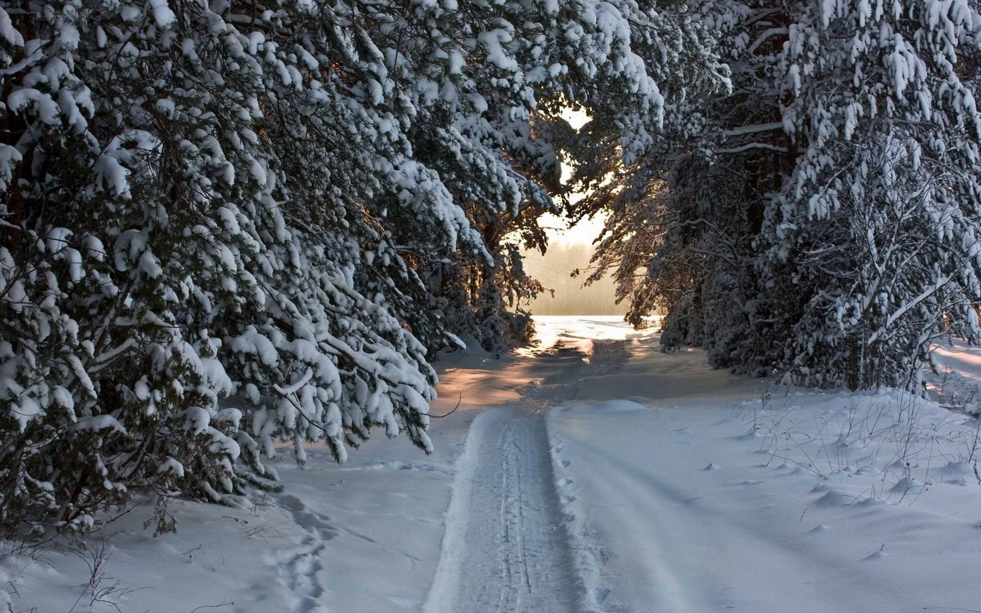 Download Path Snow Tree Nature Winter HD Wallpaper | 1920x1200 ...