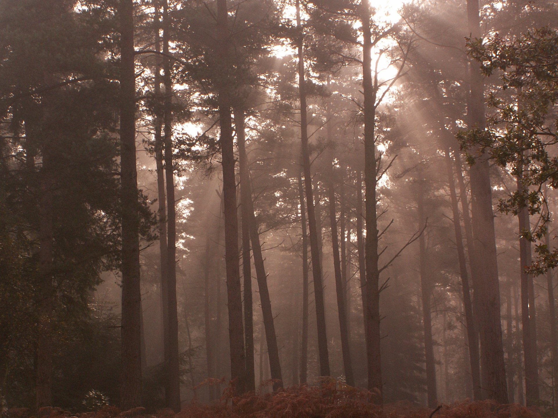 Download Nature Fog HD Wallpaper