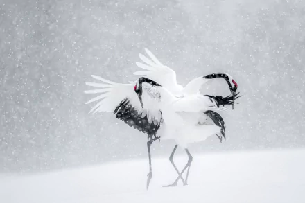 Two red-crowned cranes dance gracefully in a snowy winter landscape as snowflakes fall gently around them.