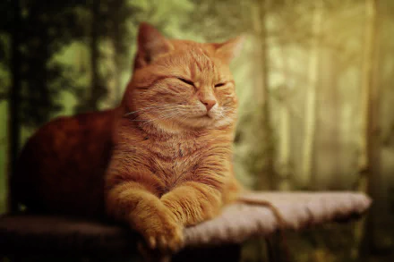 A serene orange cat lying down on a surface with a softly blurred forest background, captured in HD for a desktop wallpaper.