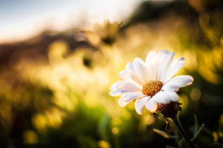 bokeh white flower sunny nature flower camomile HD Desktop Wallpaper | Background Image
