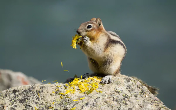 A chipmunk eating a yellow flower while sitting on a rock, captured in high definition as a PC desktop wallpaper background.