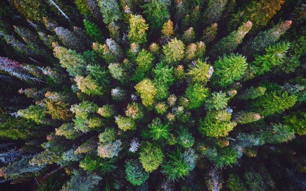 Earth Forest Aerial Tree HD Wallpaper | Background Image