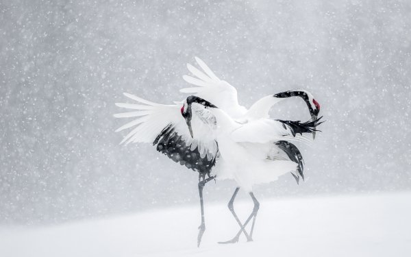 Animal Red-crowned Crane Birds Cranes Bird Snow Winter Snowfall HD Wallpaper | Background Image