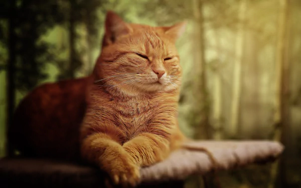 A serene orange cat lying down on a surface with a softly blurred forest background, captured in HD for a desktop wallpaper.