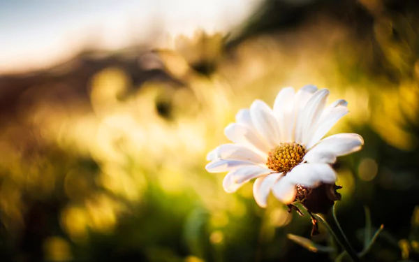 bokeh white flower sunny nature flower camomile HD Desktop Wallpaper | Background Image