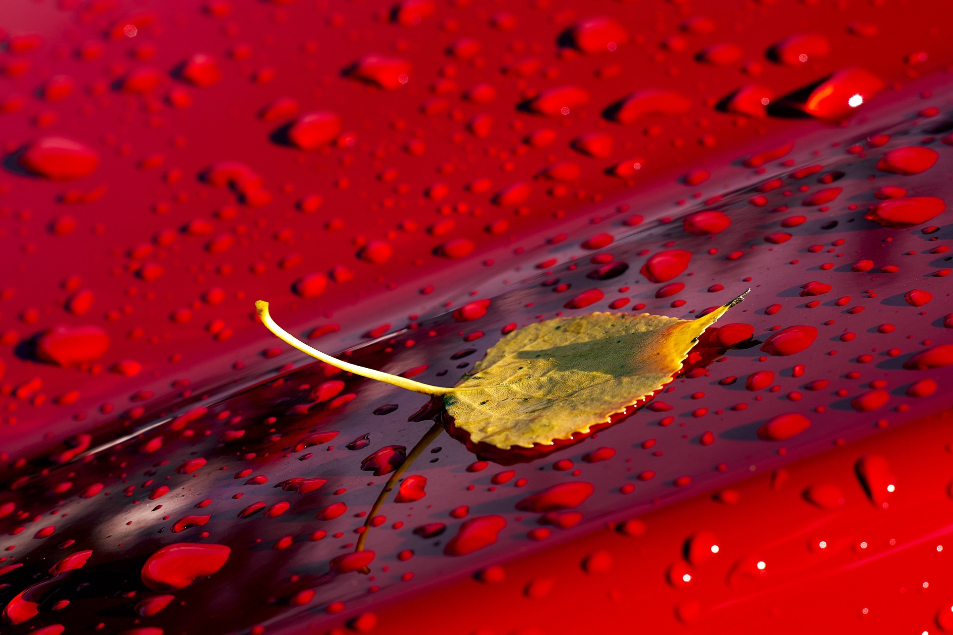 Nature Leaf HD Wallpaper | Background Image