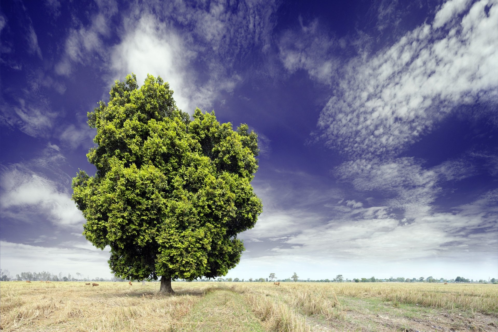 Download Cloud Sky Lonely Tree Nature Tree HD Wallpaper | 2560x1707 ...