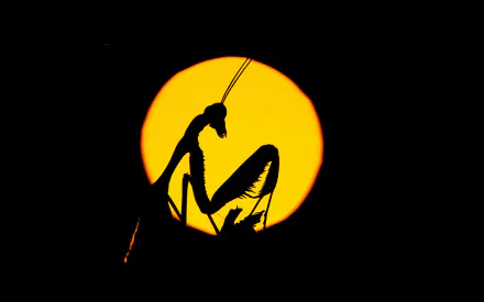 Animal praying mantis HD Desktop Wallpaper | Background Image
