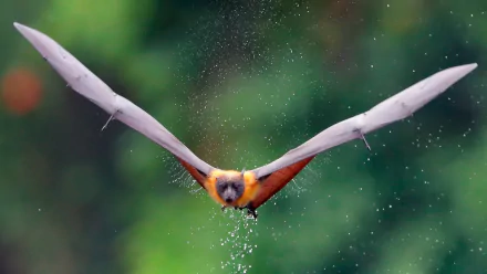 Animal bat HD Desktop Wallpaper | Background Image