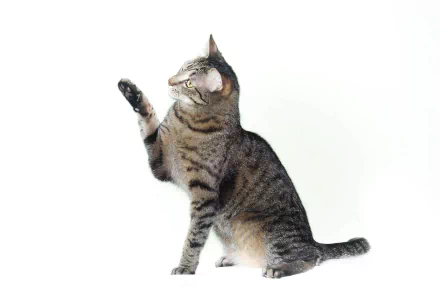  Tabby Cat Wallpaper