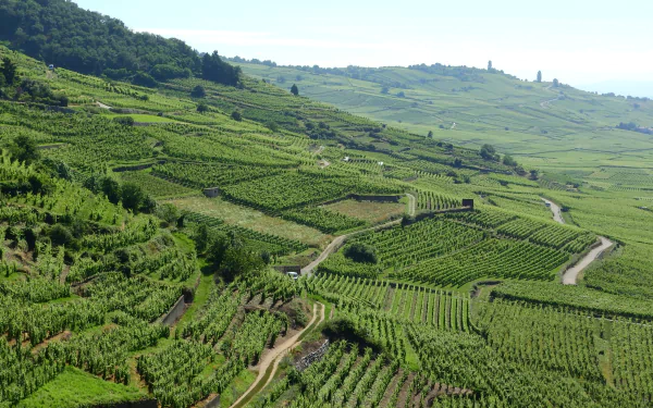 A vast man-made vineyard landscape in France unfolds under clear skies, captured in stunning 4K Ultra HD detail as a PC desktop wallpaper.