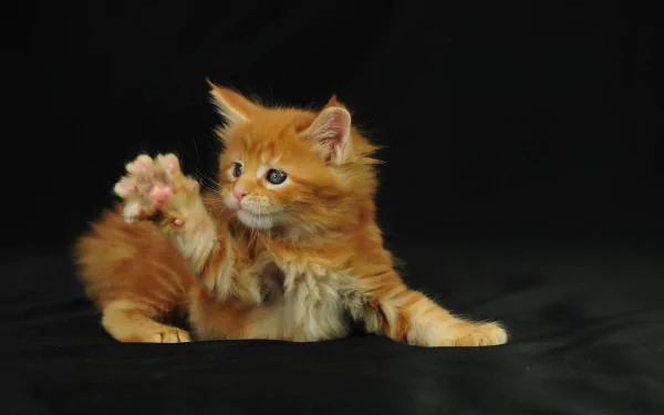 baby animal paw fluffy kitten Animal cat HD Desktop Wallpaper | Background Image