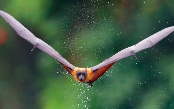 Animal Bat Birds Bats HD Wallpaper | Background Image