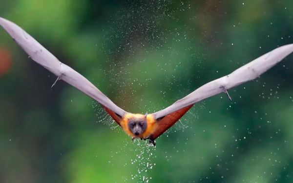 Animal bat HD Desktop Wallpaper | Background Image