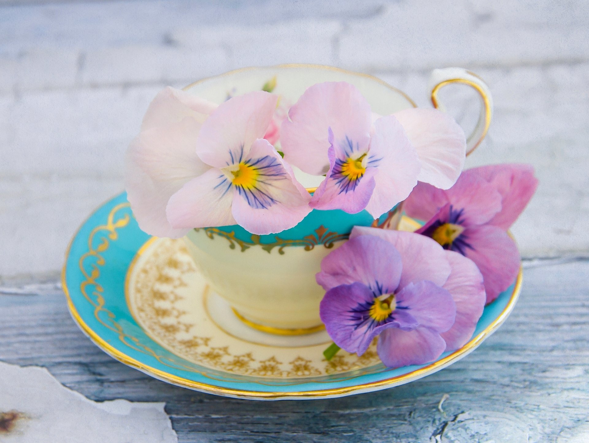 Download Purple Flower Pansy Saucer Cup Photography Still Life HD Wallpaper