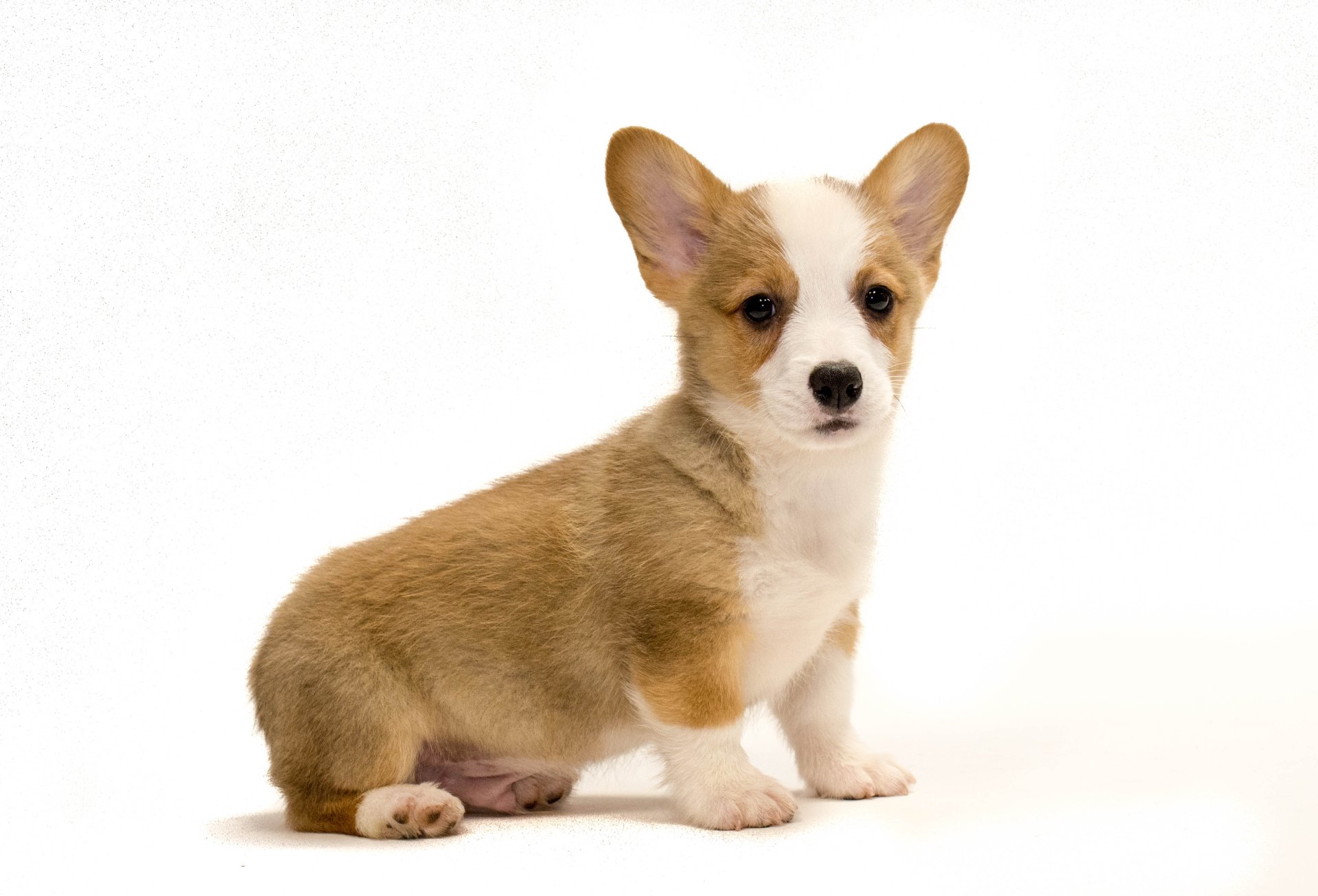 Download Animal Corgi 4k Ultra HD Wallpaper