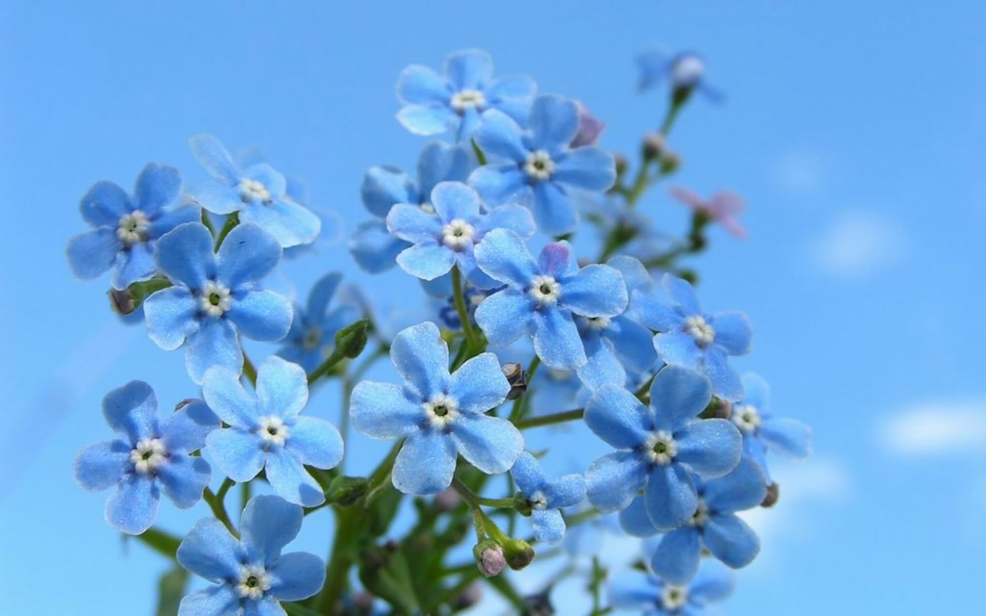 Download Blue Flower Flower Nature Forget-me-not Forget Me Not HD Wallpaper