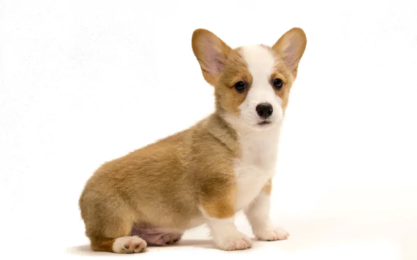 Animal corgi HD Desktop Wallpaper | Background Image