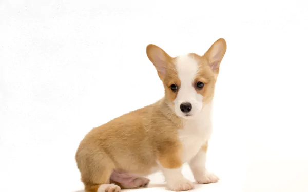 Animal corgi HD Desktop Wallpaper | Background Image