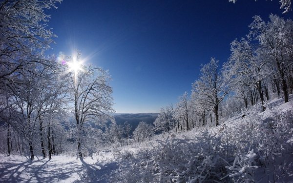Nature Winter Tree Snow Sunshine HD Wallpaper | Background Image