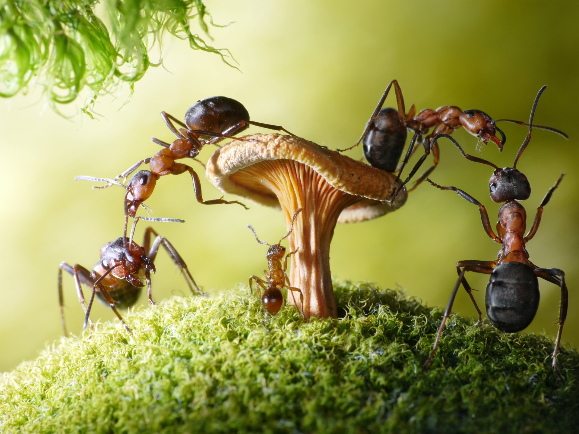 Download Mushroom Moss Macro Insect Animal Ant HD Wallpaper