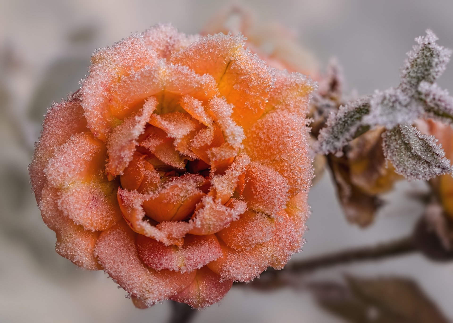 Download Frost Peach Flower Flower Nature Rose 4k Ultra HD Wallpaper