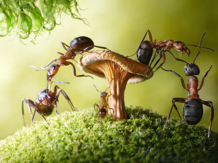 Close-up HD desktop wallpaper showing ants interacting on a mushroom surrounded by green moss, highlighting detailed macro textures of insects and natural elements.