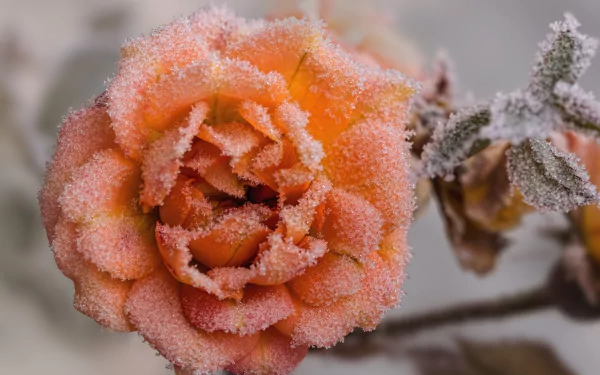 frost peach flower flower nature rose HD Desktop Wallpaper | Background Image