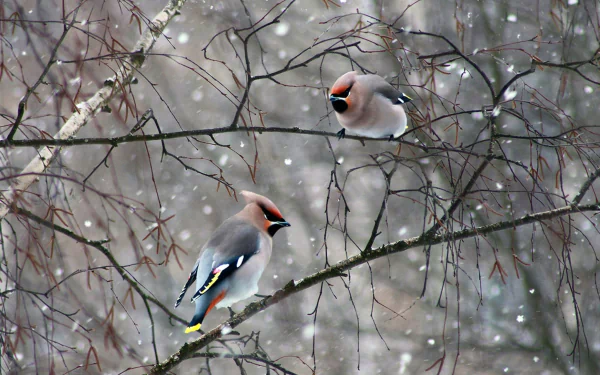 Two cedar waxwing birds perched on snow-covered branches in a winter scene with falling snowflakes, captured in HD for a desktop wallpaper background.