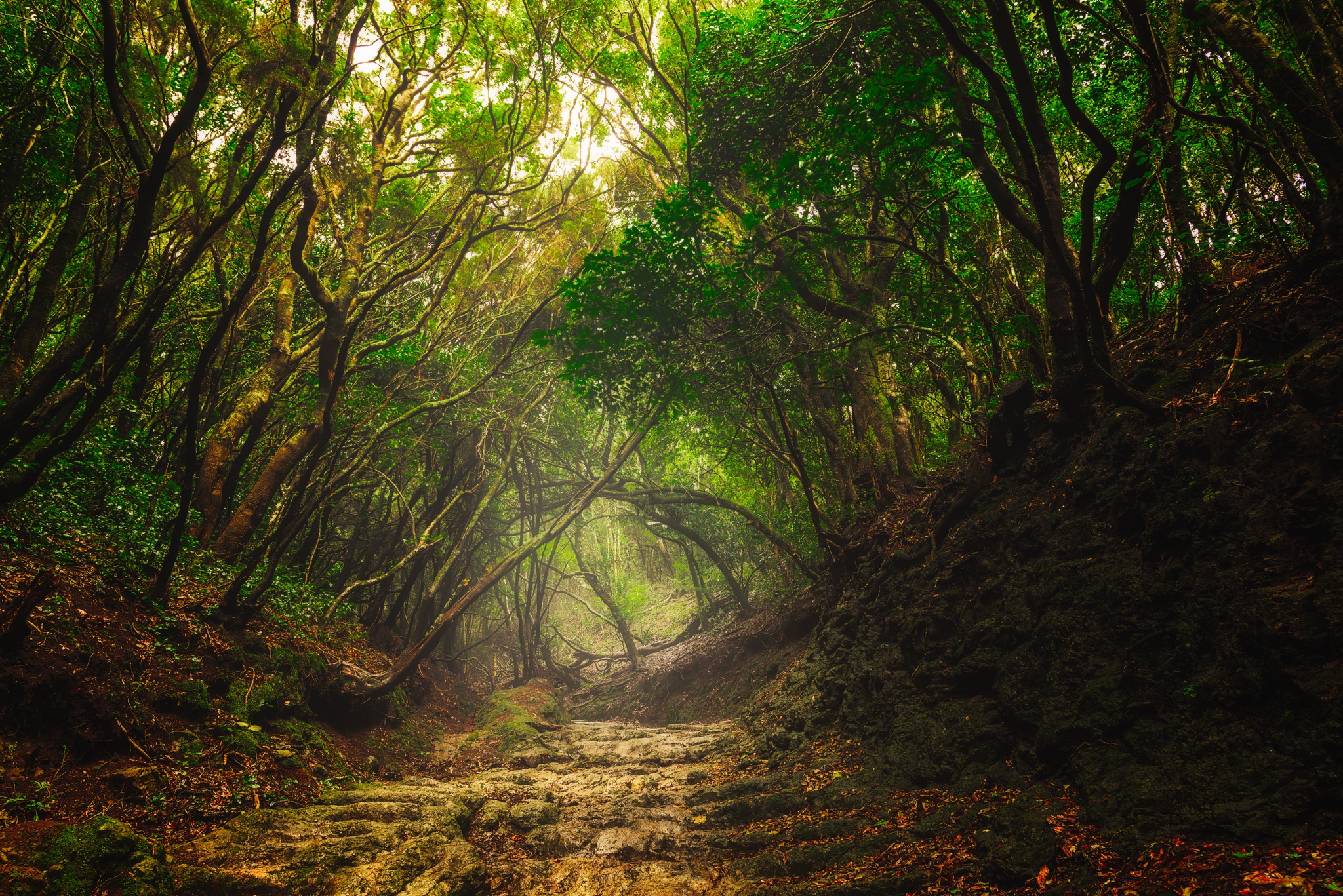Download Tree Forest Nature Path HD Wallpaper