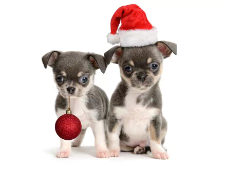 Two cute Chihuahua puppies, one wearing a Santa hat and the other holding a red Christmas ornament, on a white background. HD desktop wallpaper and background showcasing holiday cheer and festive spirit.