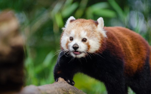 Red Panda HD Wallpaper | Background Image | 2048x1363 | ID:908990