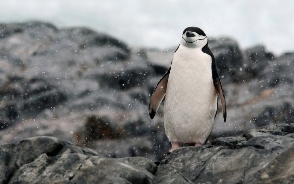 Animal Penguin Birds Penguins Bird Snowfall HD Wallpaper | Background Image