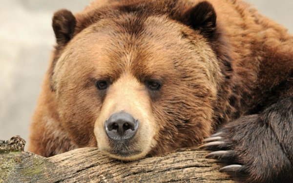 Animal Bear Bears Brown Bear Log HD Wallpaper | Background Image