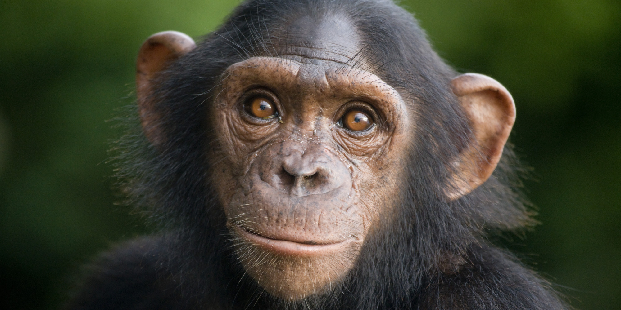 chimpanzee monkey for adoption