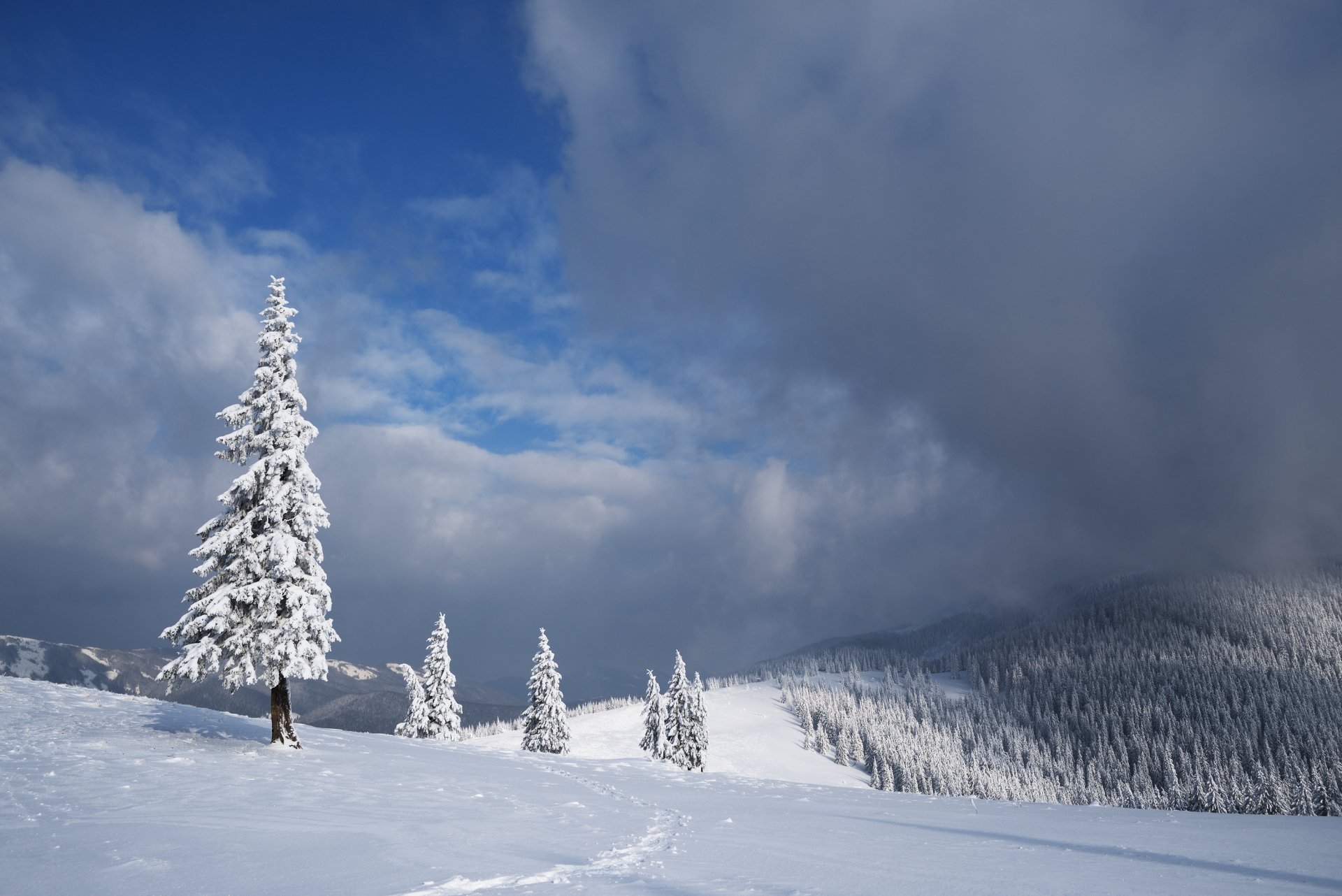 Download Cloud Snow Forest Tree Nature Winter HD Wallpaper