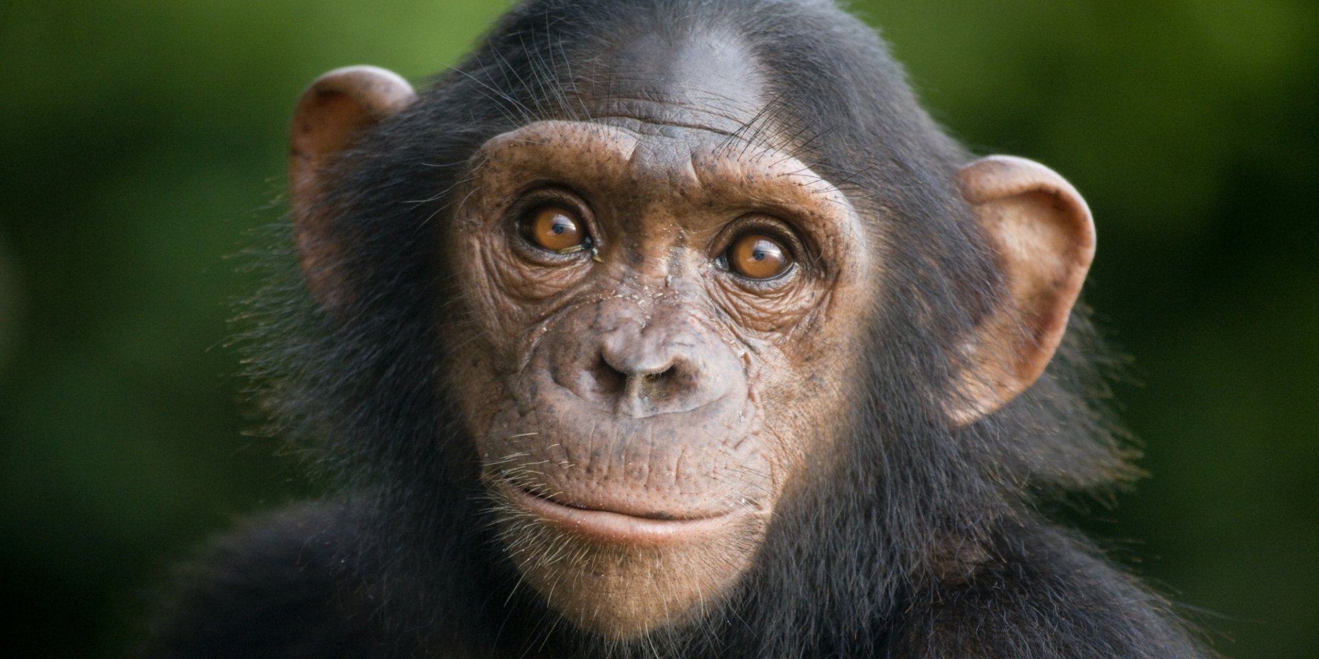 chimpanzee face side view