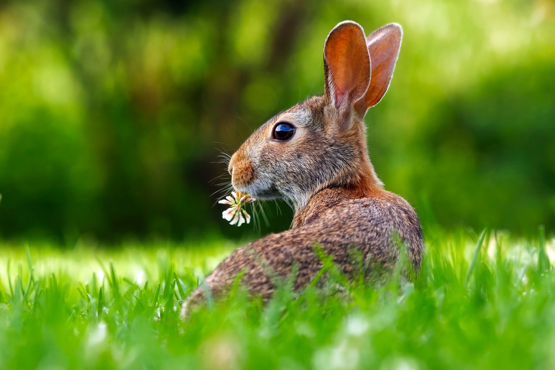 Close-up HD desktop wallpaper of a hare sitting in green grass, holding a small white flower in its mouth with a blurred natural background.