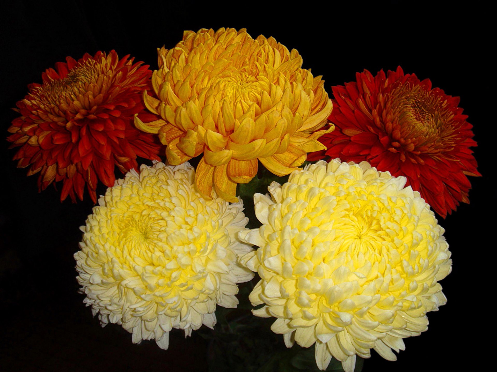 Download Red Flower Yellow Flower Flower Nature Chrysanthemum HD Wallpaper